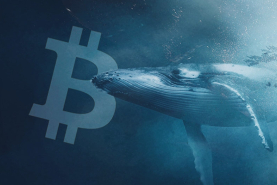 现在哪种炒币比较好